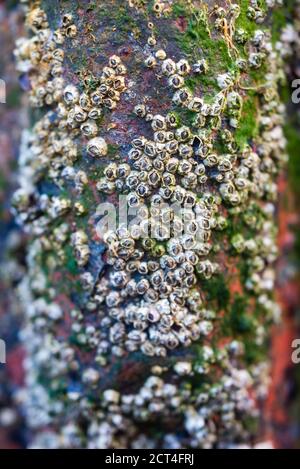 Barnacles su una vecchia barca da pesca, Barmouth Harbour, Gwynedd, Galles del Nord, Galles, Regno Unito, Europa Foto Stock