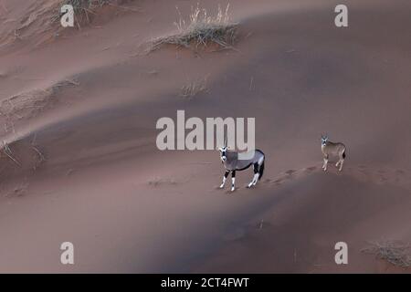 Due Orice nelle dune di sabbia della Namibia. Foto Stock