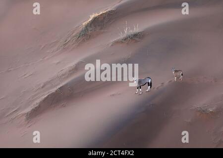 Due Orice nelle dune di sabbia della Namibia. Foto Stock