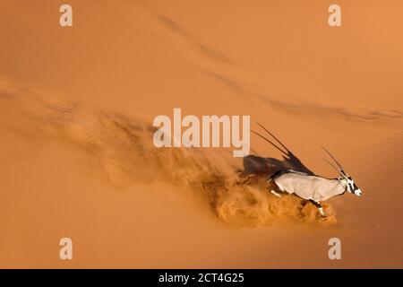 Un Orice o Gemsbok a Sossusvlei, Namibia. Foto Stock