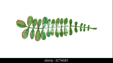 Illustrazione di acquerello disegnata a mano di erba verde su sfondo bianco, elemento di disegno per bouquet di fiori, corona, decorazione o invito. Foto Stock