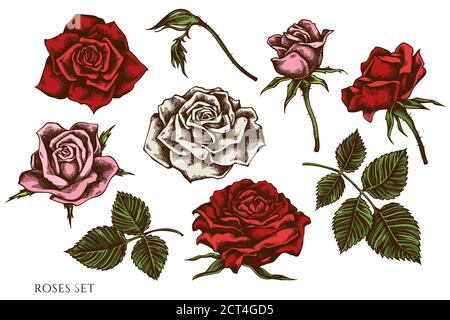 Serie vettoriale di rose colorate disegnate a mano Illustrazione Vettoriale