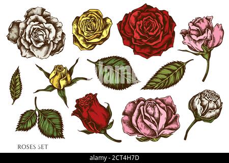Serie vettoriale di rose colorate disegnate a mano Illustrazione Vettoriale