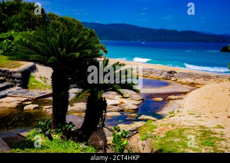 Plam albero sulla spiaggia di Ohama in Amami oshima Kagoshima Foto Stock