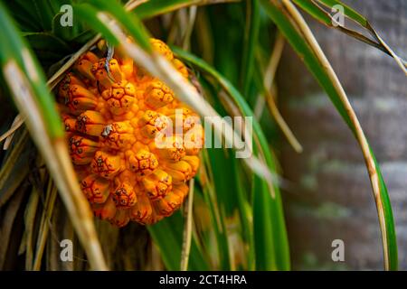 Frutti tropicali alla spiaggia di Ohama ad Amami oshima Kagoshima Foto Stock