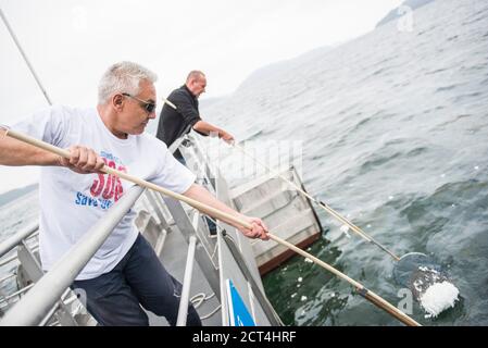 Seekuh su un oceano pulito gestito dalla beneficenza One Earth One Ocean, Hong Kong, Cina Foto Stock