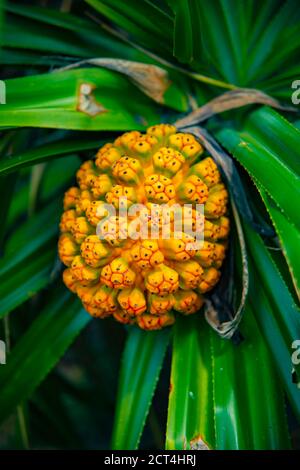 Frutti tropicali alla spiaggia di Ohama ad Amami oshima Kagoshima Foto Stock