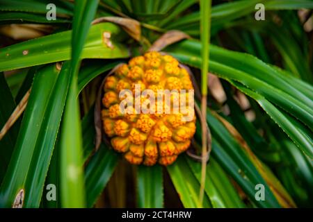 Frutti tropicali alla spiaggia di Ohama ad Amami oshima Kagoshima Foto Stock