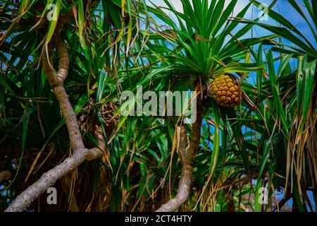 Frutti tropicali alla spiaggia di Ohama ad Amami oshima Kagoshima Foto Stock