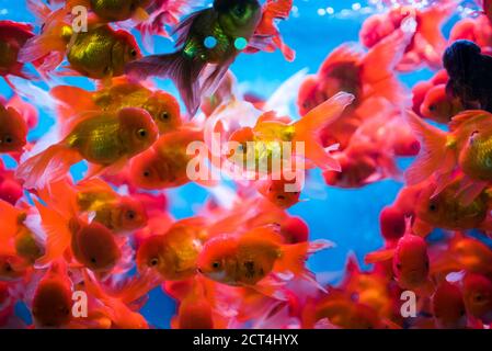 Mercato del pesce dorato, Tung Choi Street North, Kowloon, Hong Kong, Cina Foto Stock