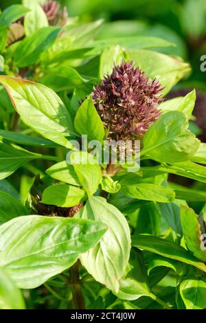 Ocimum basilicum 'Siam Queen', basilico tailandese 'Siam Queen', Siam Queen Basil. Basilico tropicale. Erbe orientali utilizzate nella cucina tailandese. Erba fiorente Foto Stock