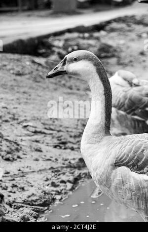 L'oca indiana domestica che si rilassa nella fattoria di pollame Foto Stock