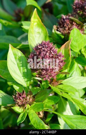 Ocimum basilicum 'Siam Queen', basilico tailandese 'Siam Queen', Siam Queen Basil. Basilico tropicale. Erbe orientali utilizzate nella cucina tailandese. Erba fiorente Foto Stock