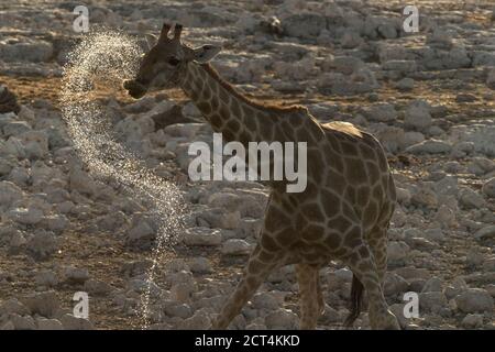 Una giraffa bevande in un buco d'acqua nel Parco Nazionale di Etosha, Namibia. Foto Stock