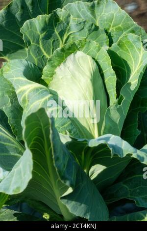 Cavolo Greyhound. Brassica oleracea var. Capitata crescente Foto Stock