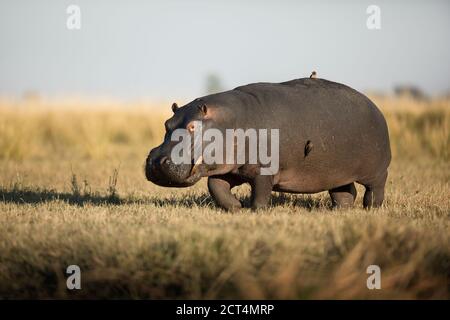 Un'immagine dettagliata di un ippopotamo nel Parco Nazionale di Chobe, in Botswana. Foto Stock