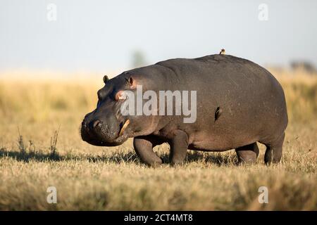 Un'immagine dettagliata di un ippopotamo nel Parco Nazionale di Chobe, in Botswana. Foto Stock