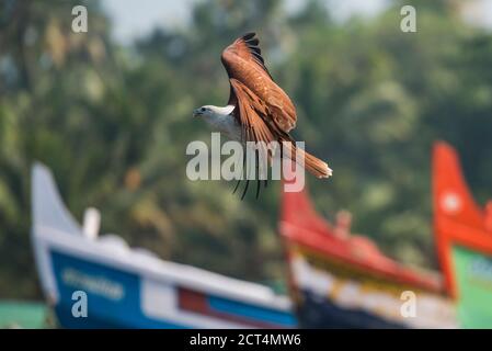 Aquila di pesce minore (Haliaetus humilis), Spiaggia di Kappil, Varkala, Kerala, India Foto Stock