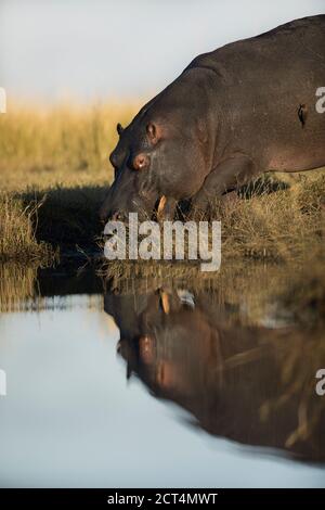 Un'immagine dettagliata di un ippopotamo nel Parco Nazionale di Chobe, in Botswana. Foto Stock