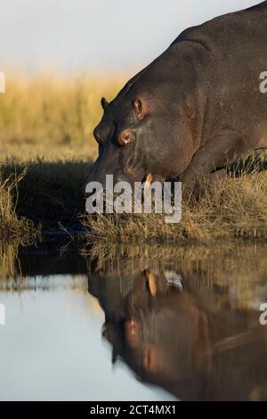 Un'immagine dettagliata di un ippopotamo nel Parco Nazionale di Chobe, in Botswana. Foto Stock