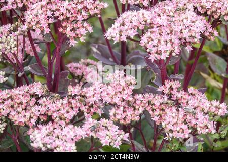 Stonecrop Hylotephium Matrona Sedum Matrona fiori erbacei Giardino Foto Stock