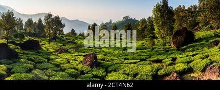 Paesaggio piantagioni di tè vicino a Munnar nelle montagne occidentali di Ghats, Kerala, India Foto Stock