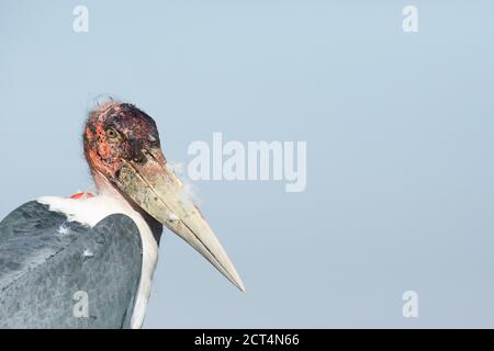 Un primo piano di un Marabou nel Parco Nazionale di Chobe, Kasane, Botswana. Foto Stock