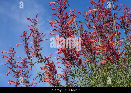 Agastache rupestris Threadleaf Giant Hyssop Sunset Liquirizia Menta Anise Hyssop Foto Stock