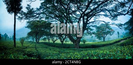 Paesaggio piantagioni di tè vicino a Munnar nelle montagne occidentali di Ghats, Kerala, India Foto Stock