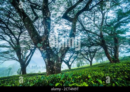 Paesaggio piantagioni di tè vicino a Munnar nelle montagne occidentali di Ghats, Kerala, India Foto Stock