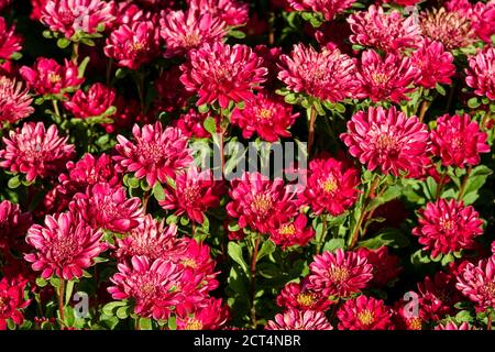 Cina Aster Callistephus chinensis Ribbon rosso fiori settembre fine estate Foto Stock