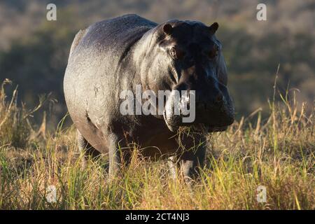 Un'immagine dettagliata di un ippopotamo nel Parco Nazionale di Chobe, in Botswana. Foto Stock