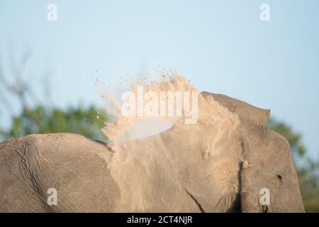 Immagine astratta di un elefante che ha un bagno di polvere. Foto Stock