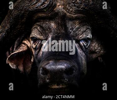 Ritratto di un bufalo africano (Syncerus caffer aka Cape Buffalo) in una vacanza safari di fauna selvatica africana nel Parco Nazionale di Aberdare, Kenya Foto Stock