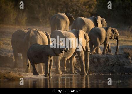 Un allevamento di elefanti che beve nel Parco Nazionale di Chobe, Kasane, Botswana. Foto Stock