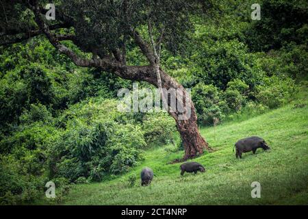 Foresta gigante Hog (Hylochoerus meinertzhageni) nel Parco Nazionale di Aberdare, Kenya Foto Stock