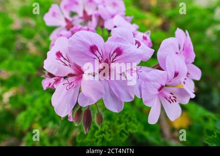 Primo piano di foglie profumate Pelargonio Geranium Copthorne. Grandi fiori di malva pallido con centri di malva più scuri. Foto Stock