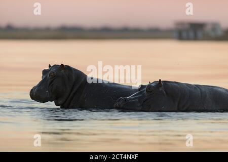 Un'immagine dettagliata di un ippopotamo nel Parco Nazionale di Chobe, in Botswana. Foto Stock