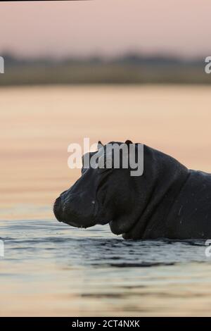 Un'immagine dettagliata di un ippopotamo nel Parco Nazionale di Chobe, in Botswana. Foto Stock