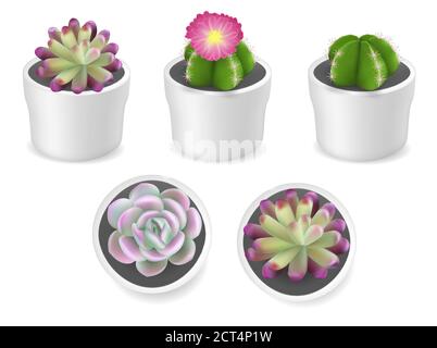 Cactus e piante succulente in pentole, vettore isolato illustrazione Illustrazione Vettoriale