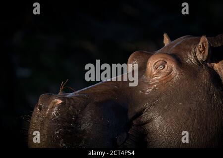 Un'immagine dettagliata di un ippopotamo nel Parco Nazionale di Chobe, in Botswana. Foto Stock