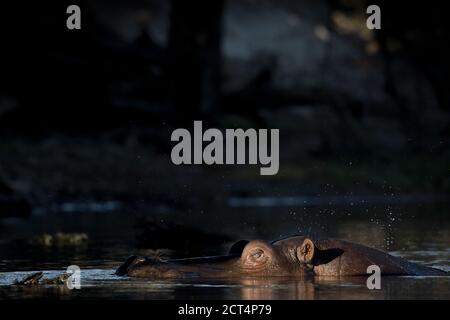 Un'immagine dettagliata di un ippopotamo nel Parco Nazionale di Chobe, in Botswana. Foto Stock