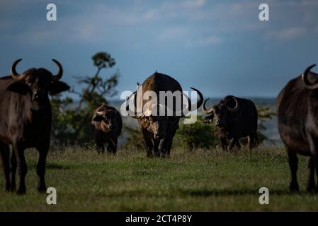 Bufalo africano (Syncerus caffer aka Cape Buffalo) al Ranch El Karama, Laikipia County, Kenya Foto Stock