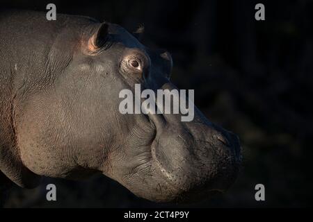 Un'immagine dettagliata di un ippopotamo nel Parco Nazionale di Chobe, in Botswana. Foto Stock