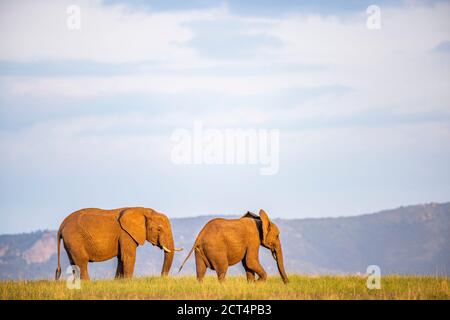 Elefante africano (Loxodonta Africana) al tramonto al Ranch El Karama, nella contea di Laikipia, Kenya Foto Stock