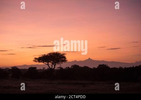 Alberi di acacia e Monte Kenya all'alba al Ranch El Karama, Laikipia County, Kenya Foto Stock