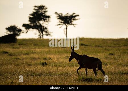 Hartebeest (Alcelaphus buselaphus aka Kongoni) al Ranch El Karama, nella contea di Laikipia, Kenya Foto Stock