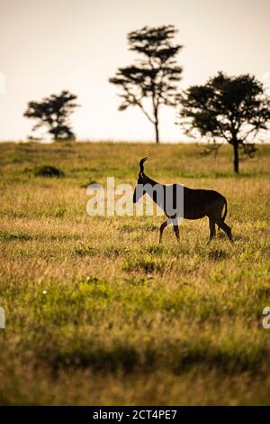 Hartebeest (Alcelaphus buselaphus aka Kongoni) al Ranch El Karama, nella contea di Laikipia, Kenya Foto Stock