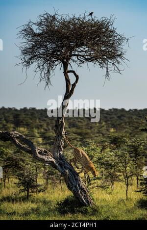 Cheetah (Achinonyx jubatus) a El Karama Ranch, Laikipia County, Kenya Foto Stock