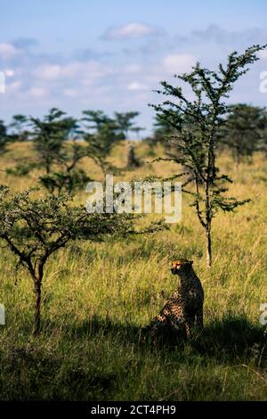 Cheetah (Achinonyx jubatus) a El Karama Ranch, Laikipia County, Kenya Foto Stock